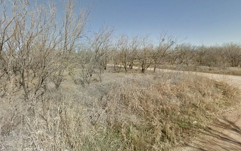 a view of a dry yard with trees