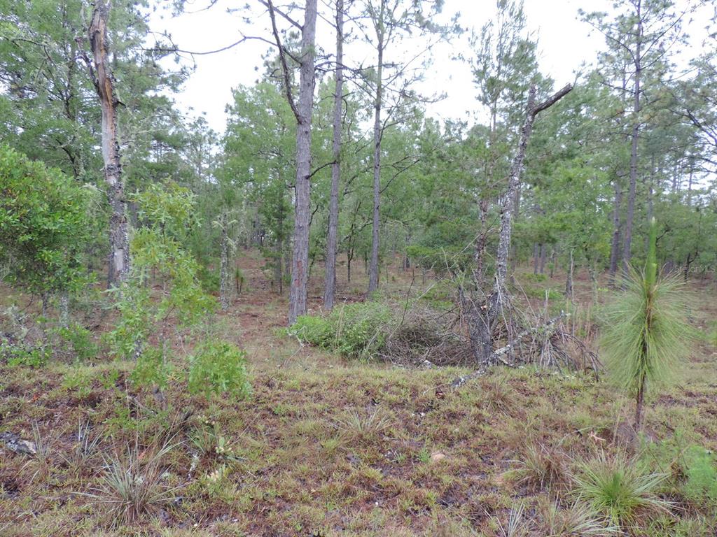 a view of a forest with trees in the background