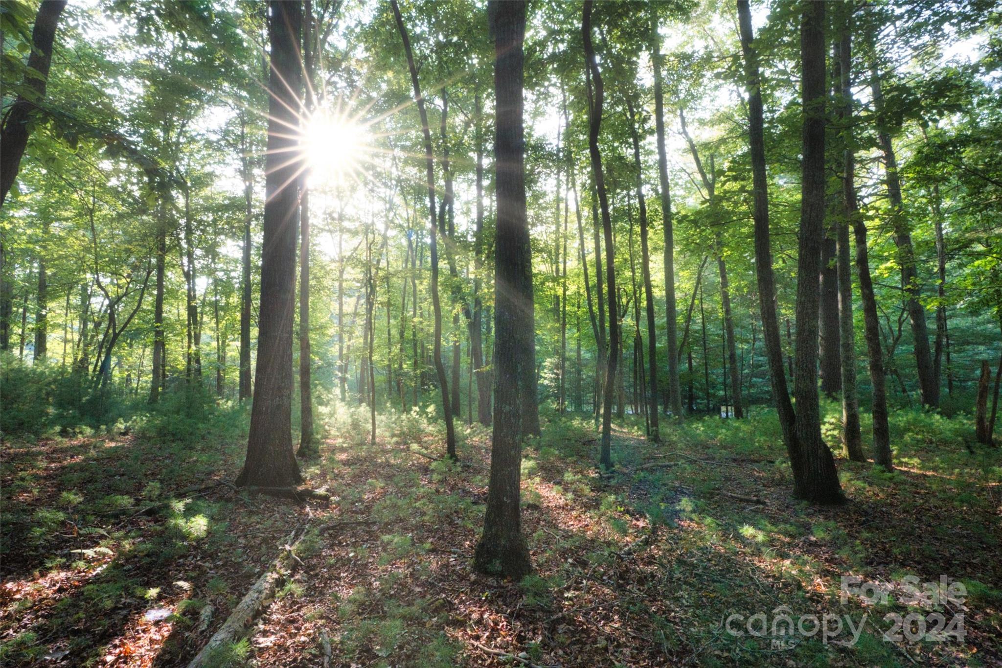 a view of outdoor space and trees