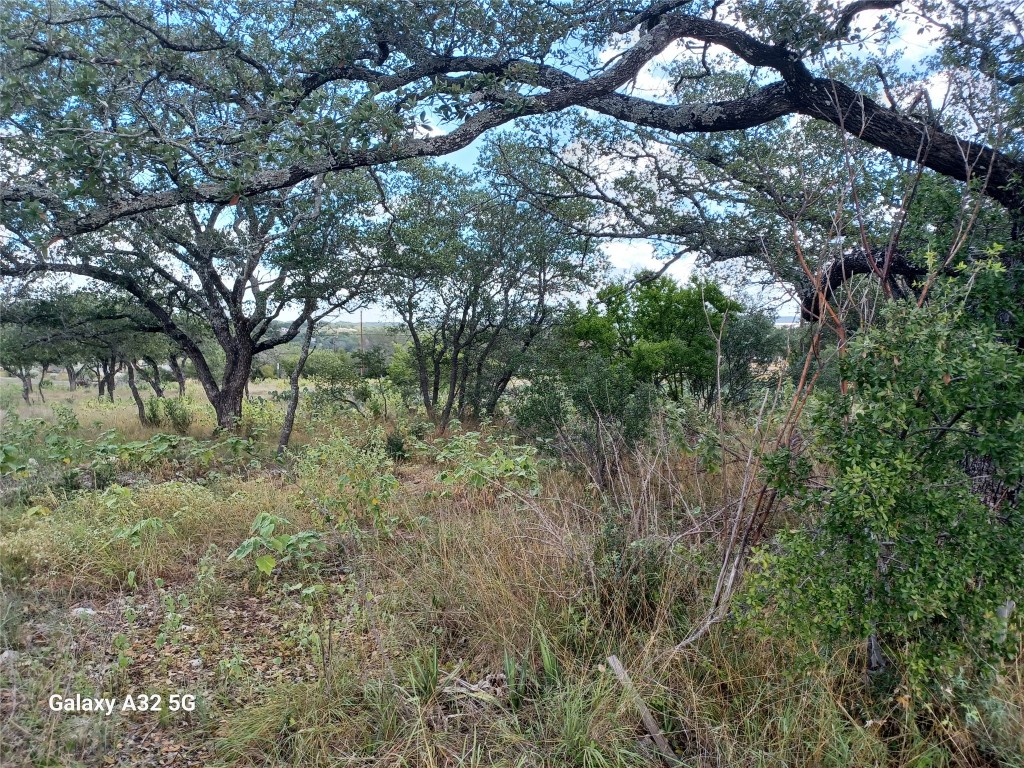 a view of forest