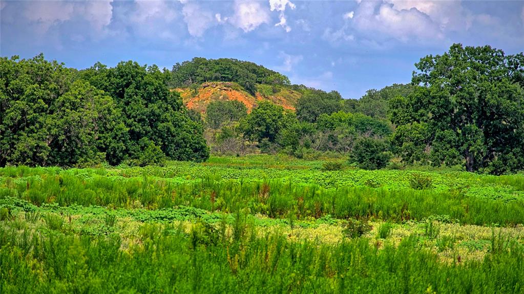 a view of a garden