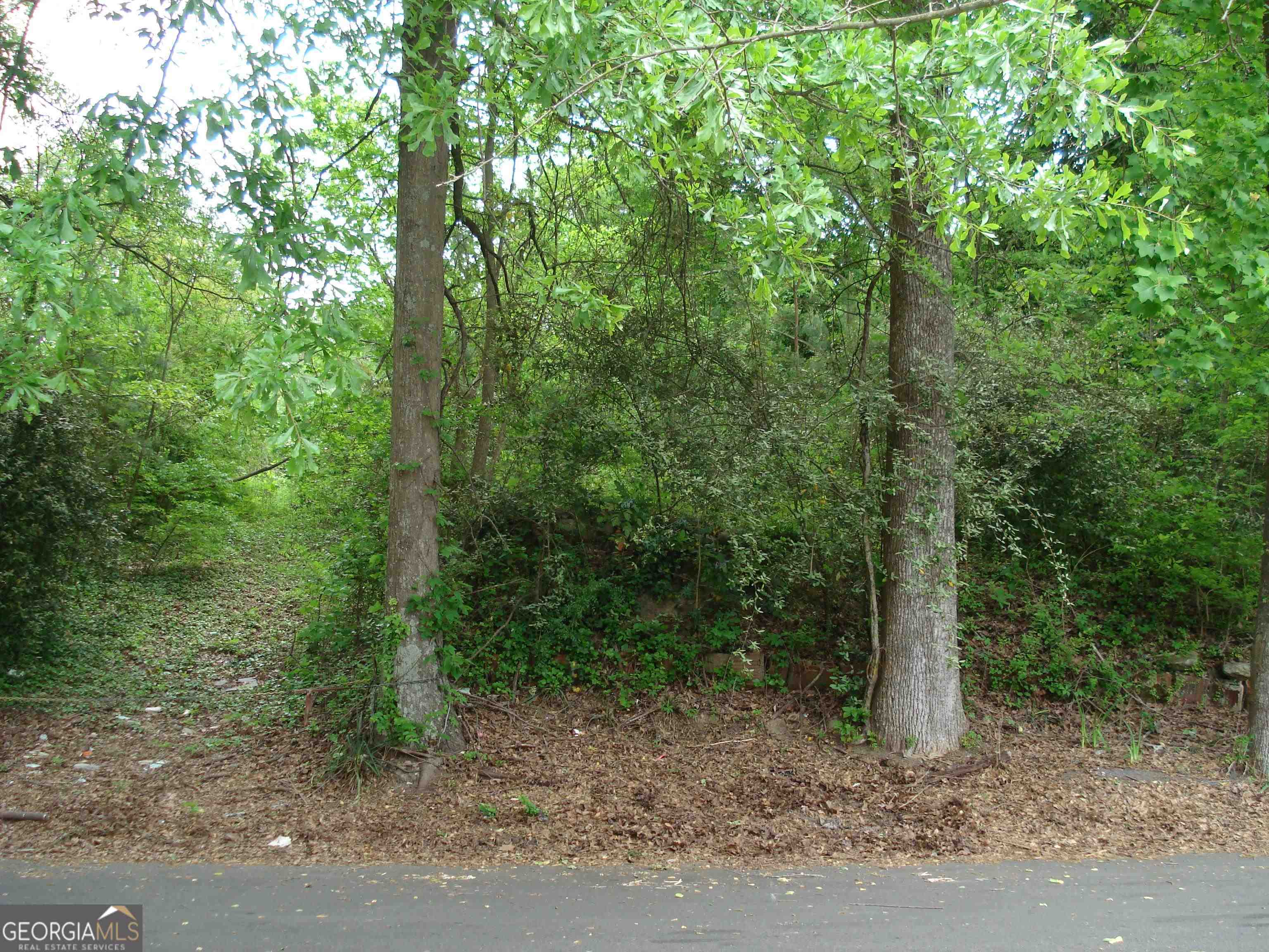 a view of a forest with trees in the background