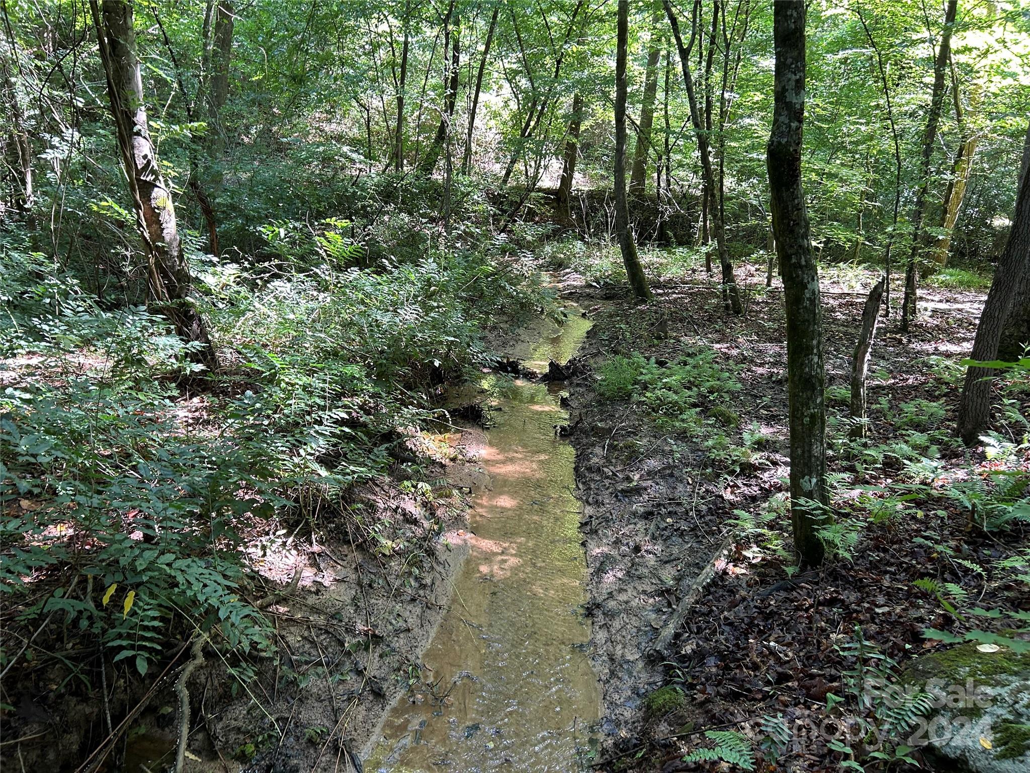 a view of a forest filled with trees