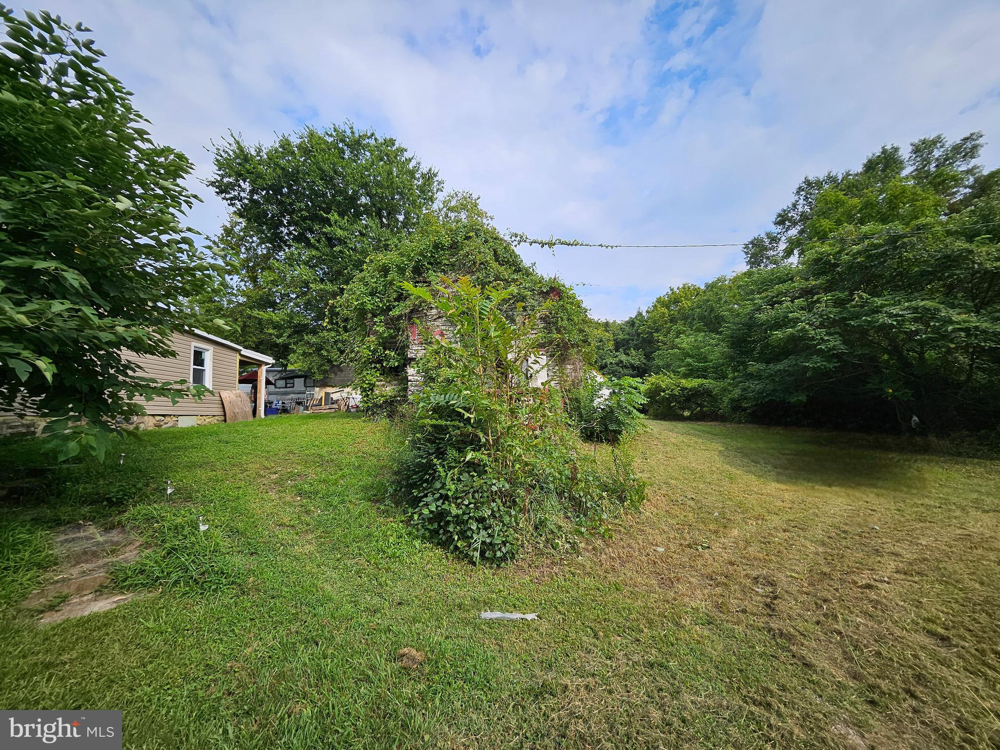 a view of a trees in a yard