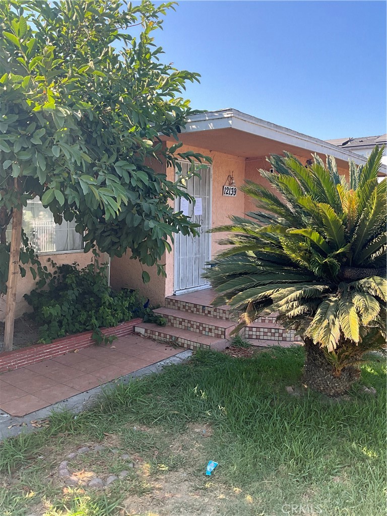 a view of a backyard with plants and a large tree