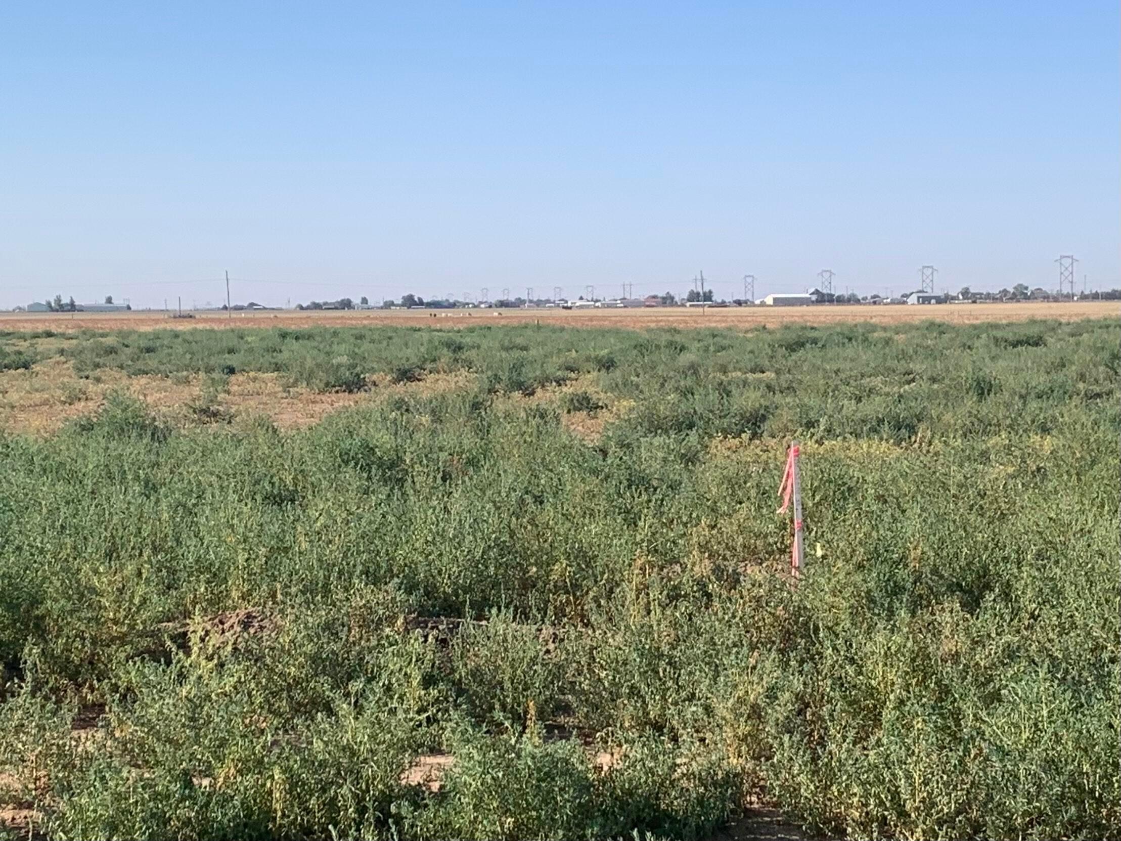 a view of a large green field with lots of bushes