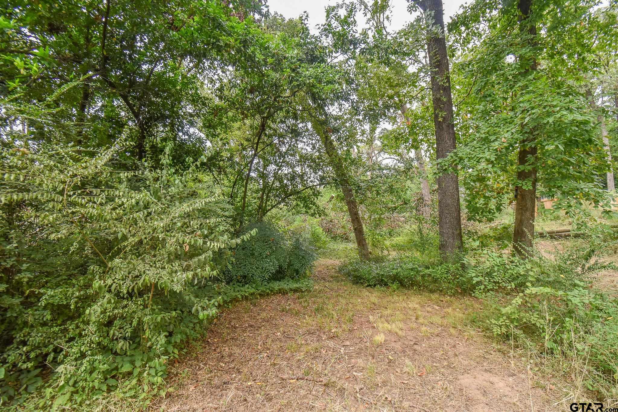 a view of a forest with trees in the background