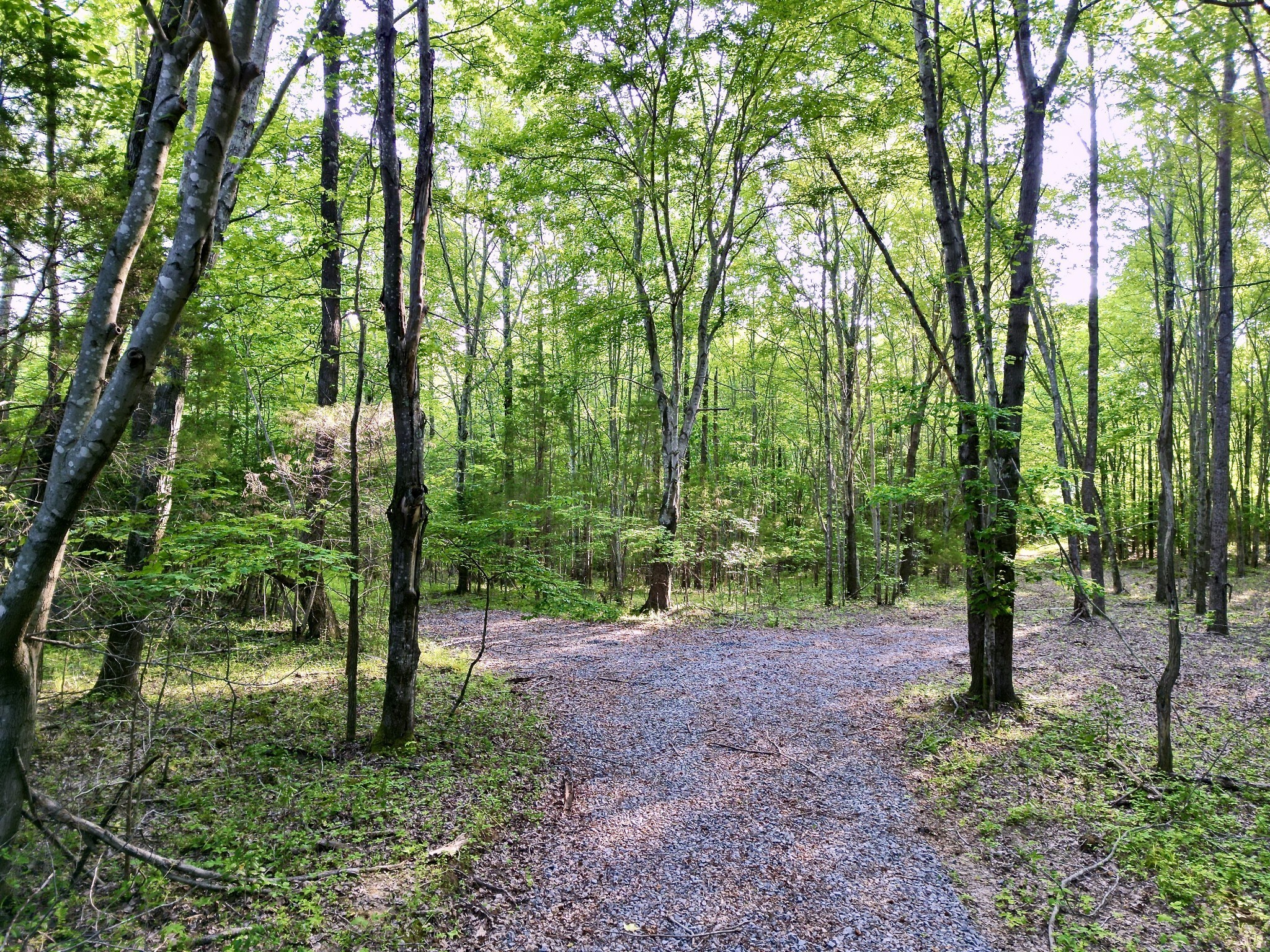 a view of outdoor space and trees