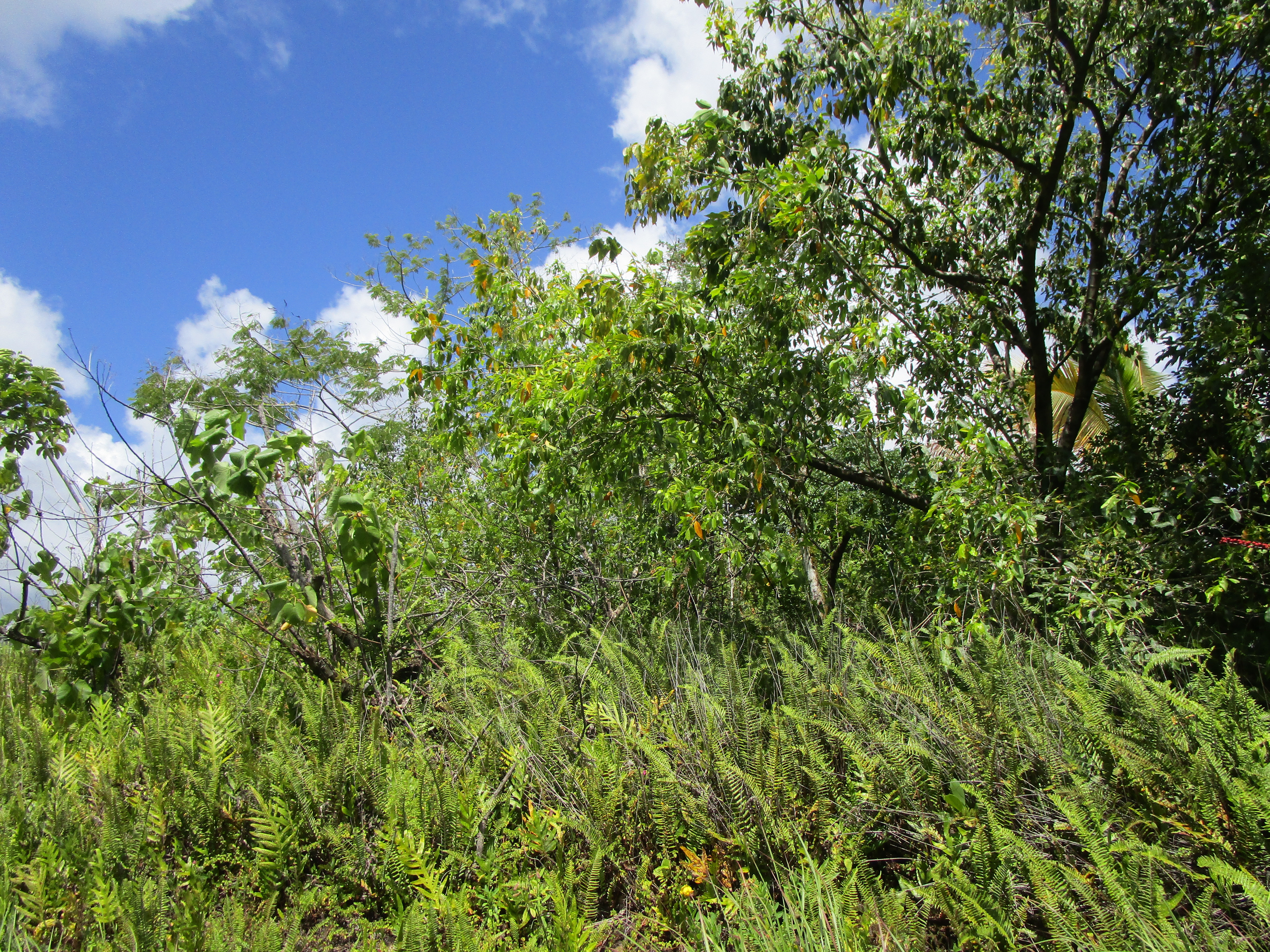 a view of a yard