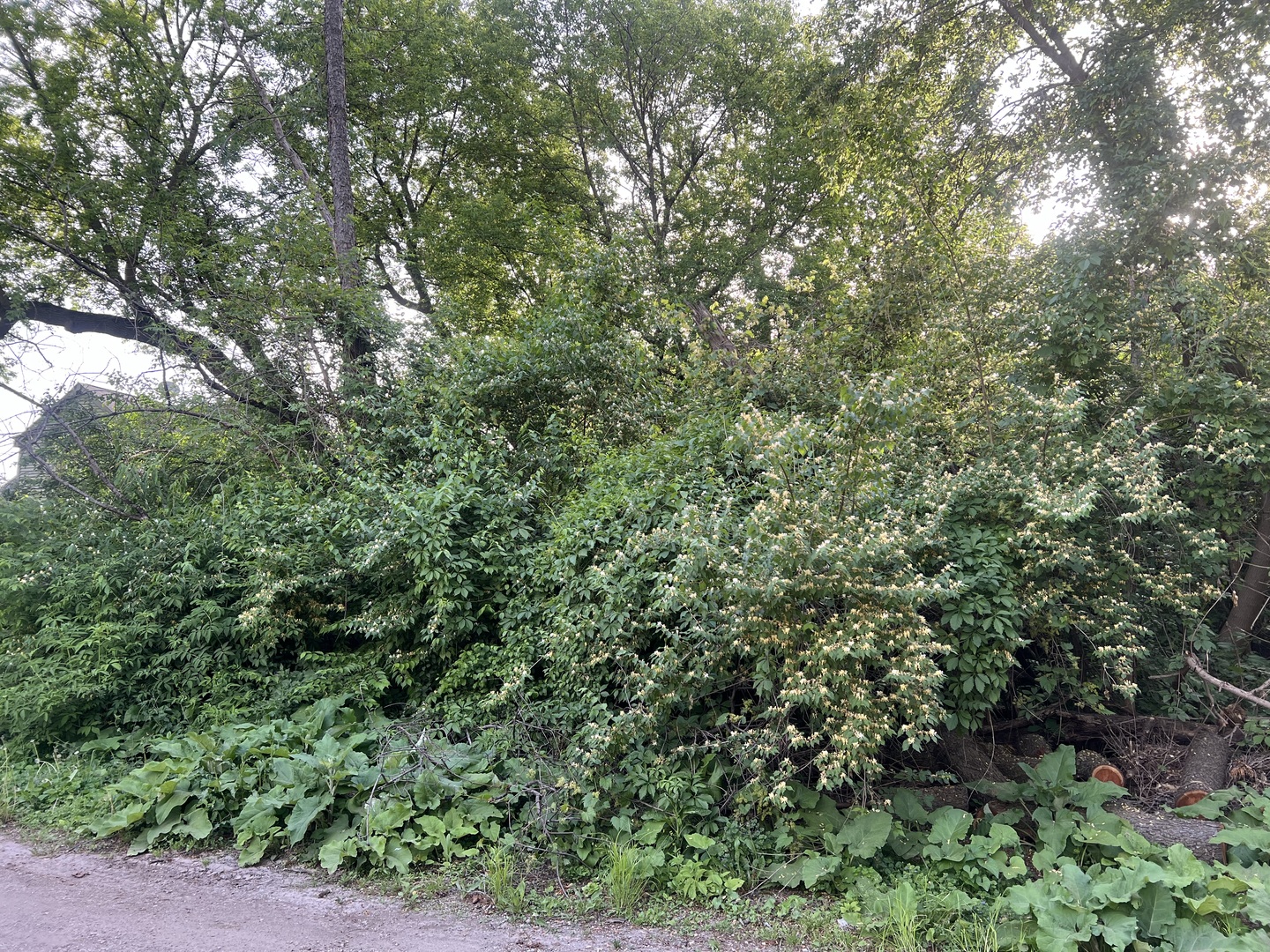 a view of a lush green forest