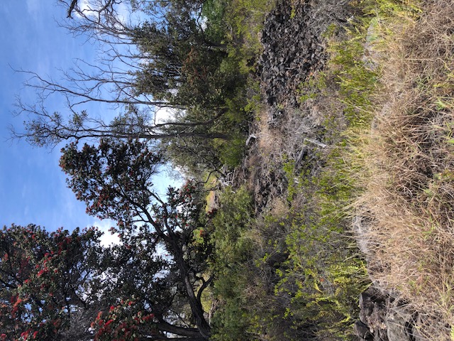 a view of a forest with trees in the background