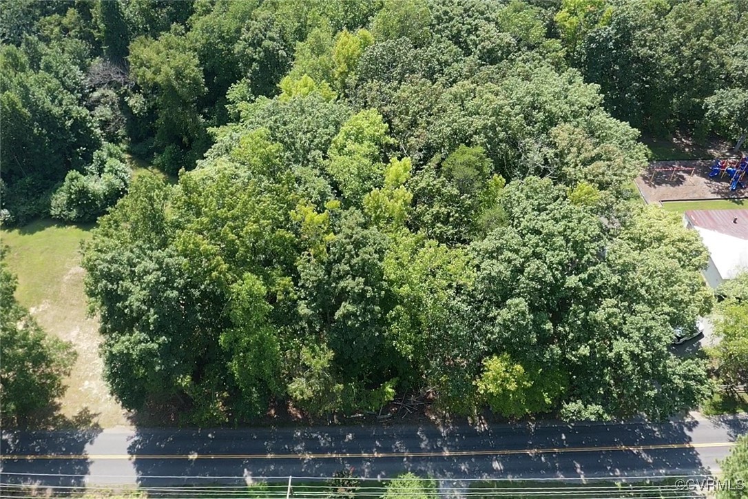 a view of a yard with plants and large trees