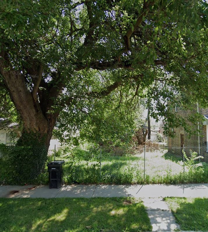 a view of a yard with plants and a large tree