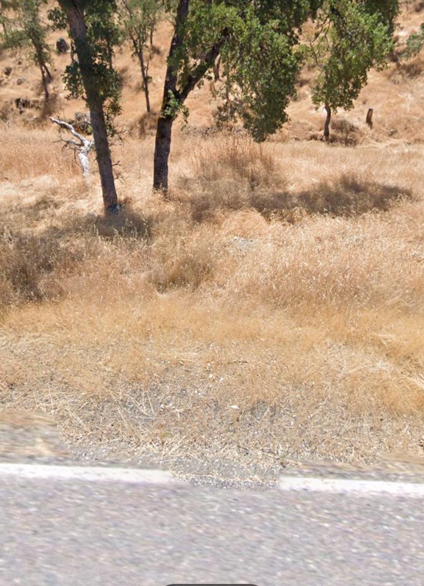 a view of a yard with large trees