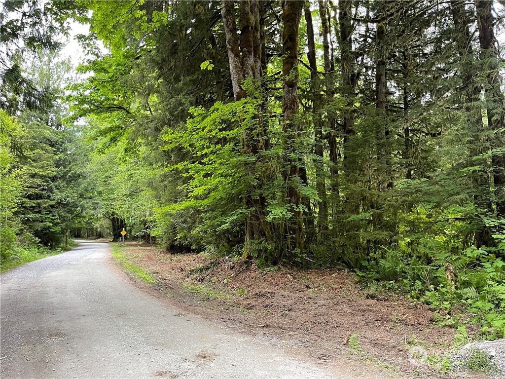 a view of a forest with trees