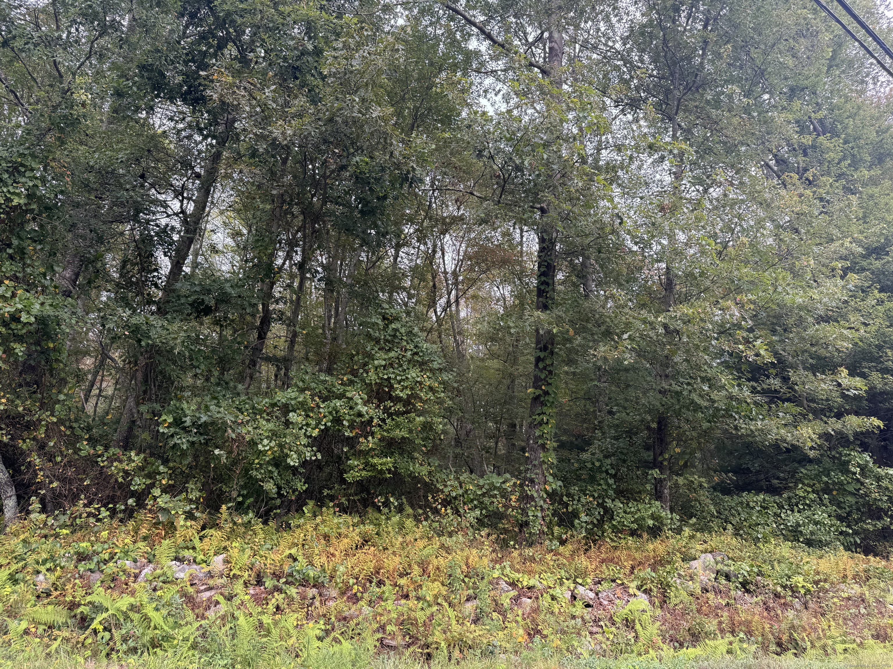 a view of a yard with plants