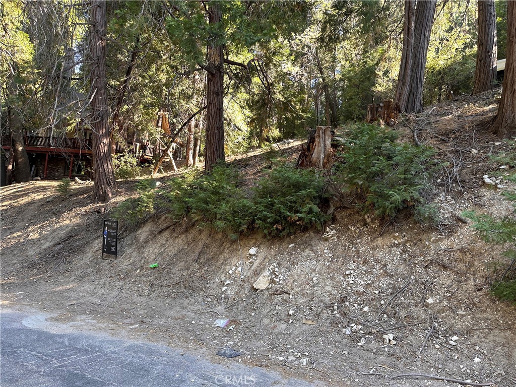 a view of a forest with trees in front of it