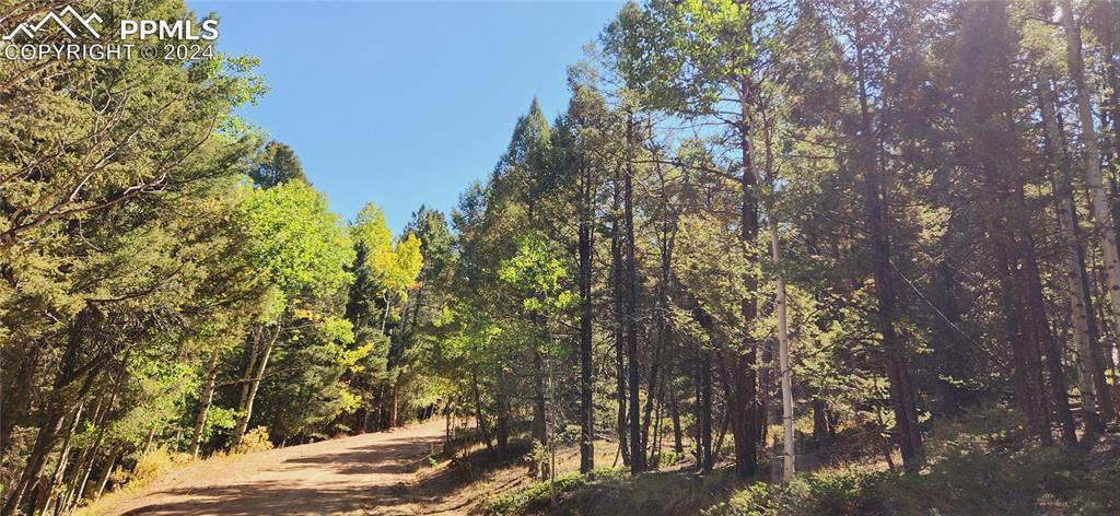 a view of a forest