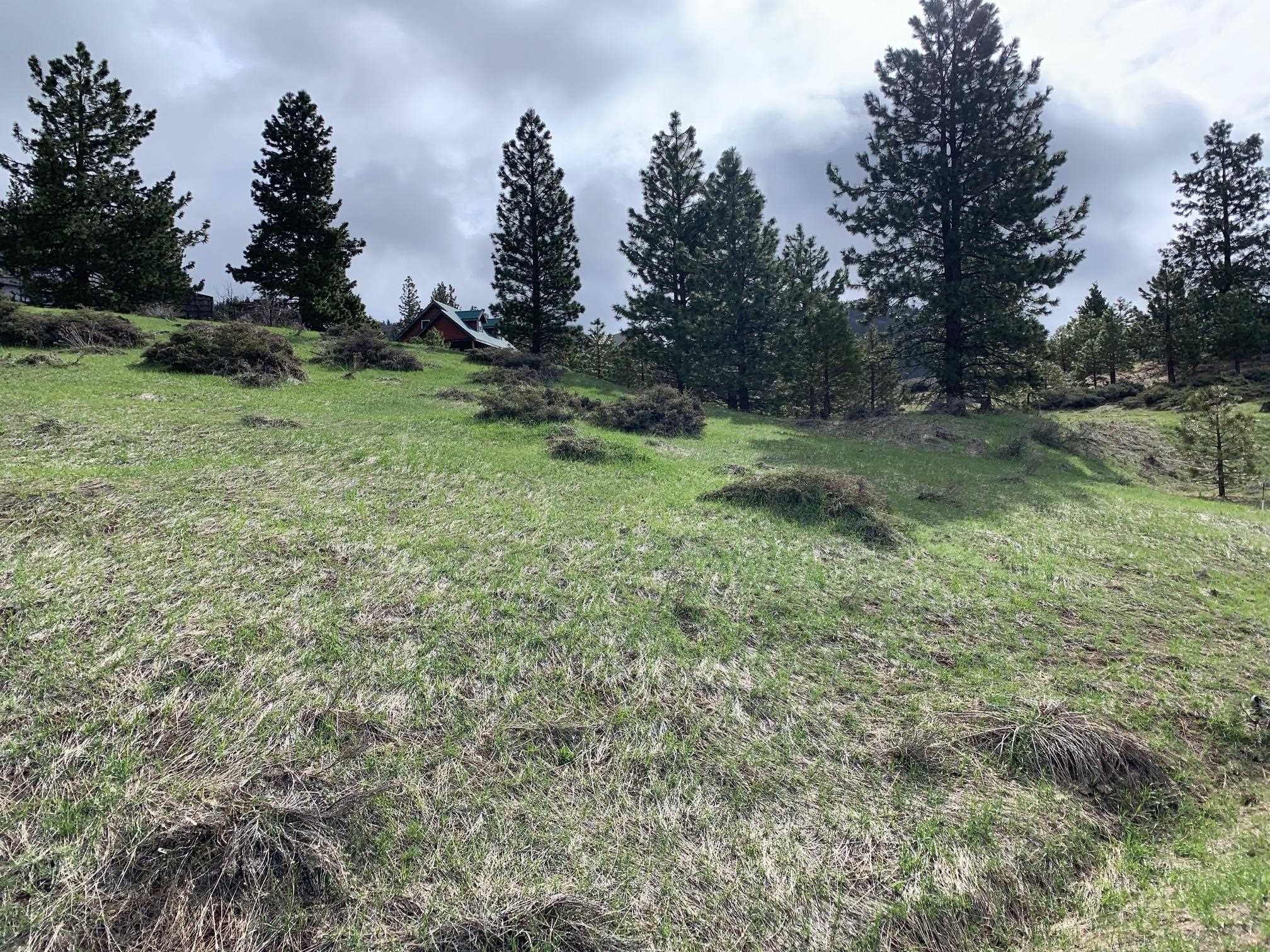 a view of a green field with lots of bushes