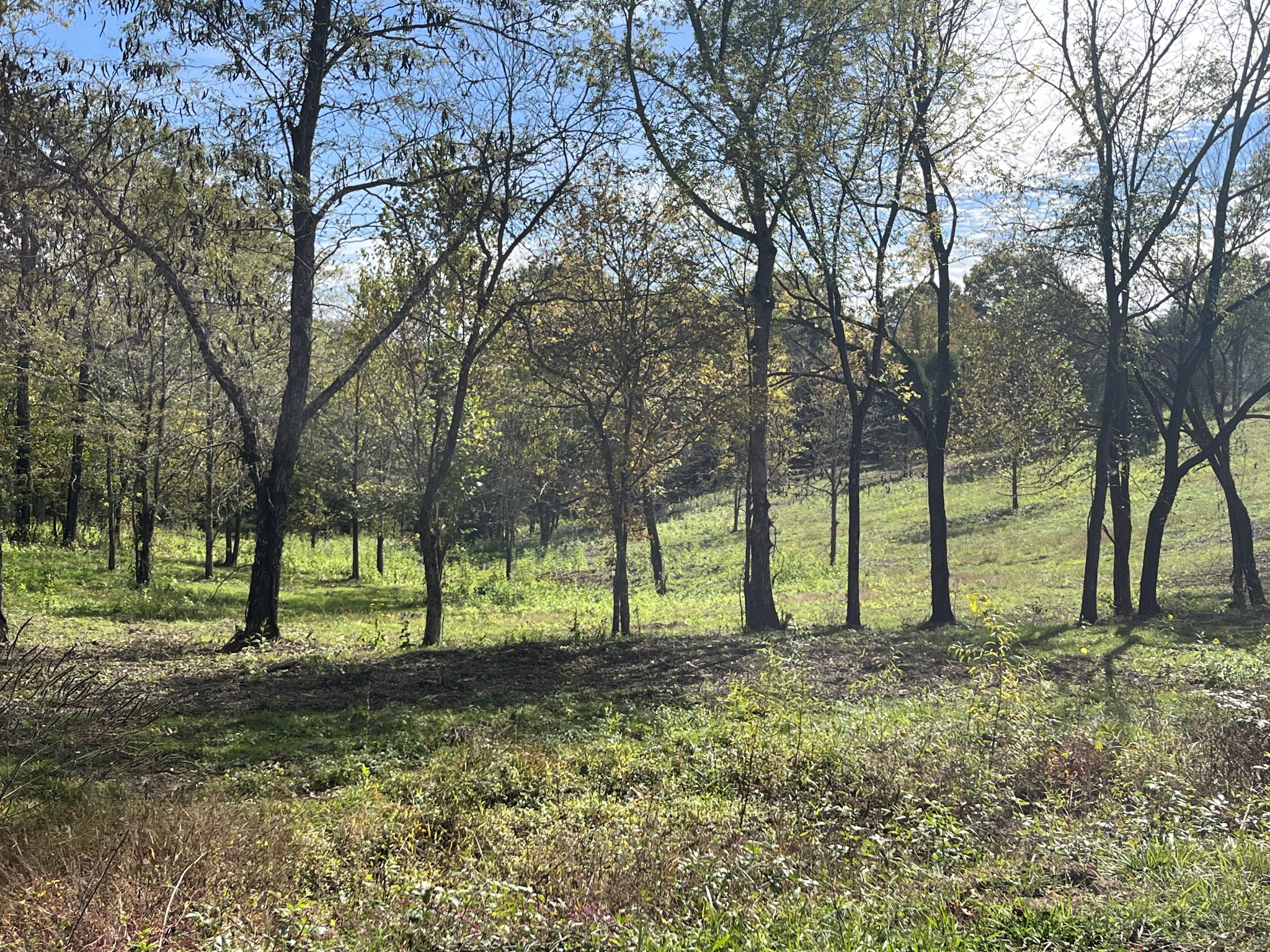 a view of a yard with a tree