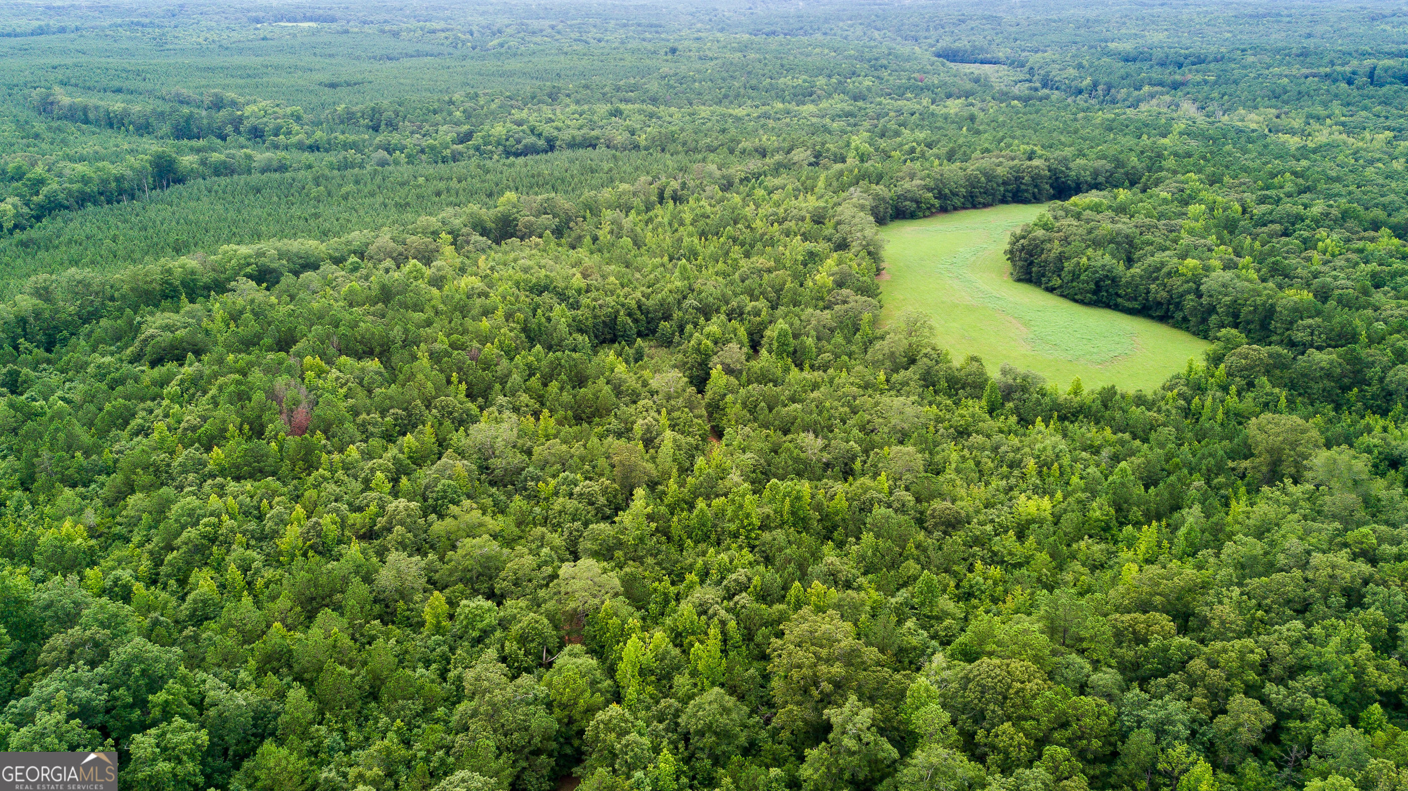 a view of a lush green forest with lots of trees