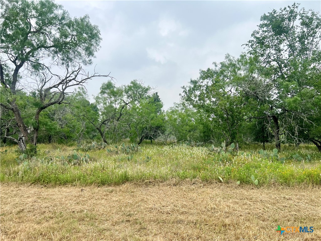 a view of a yard with plants and a tree