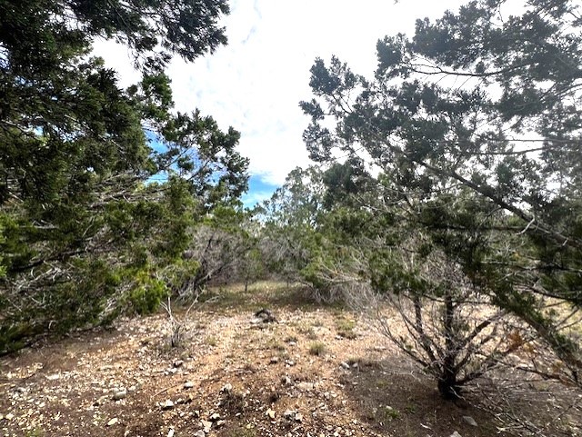 a view of a yard with a tree