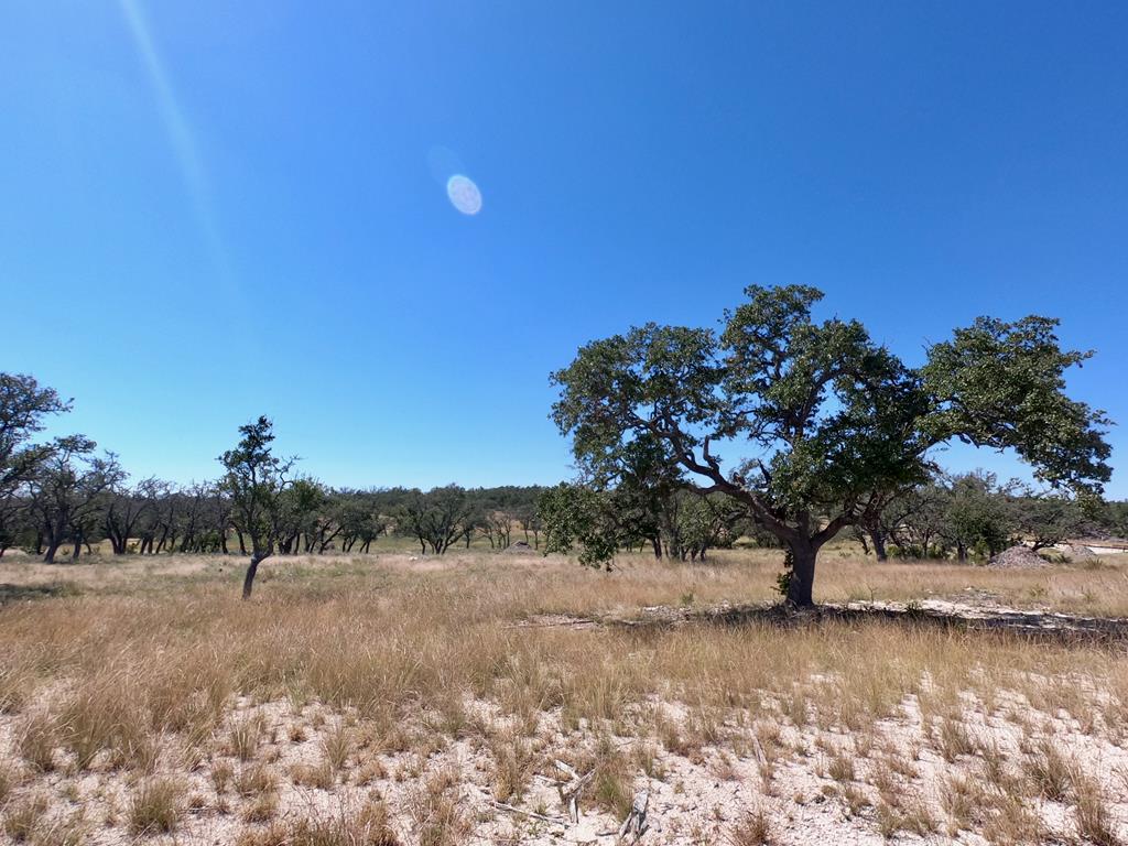 a view of a yard with a tree