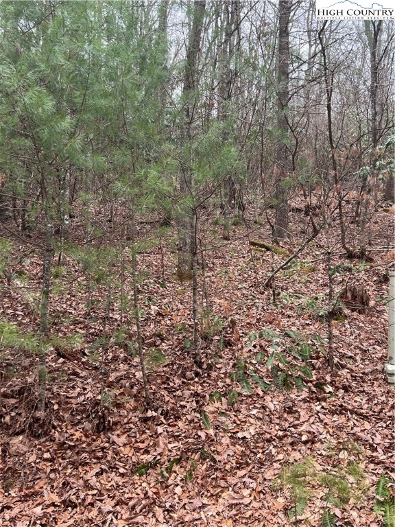 a view of a forest with trees