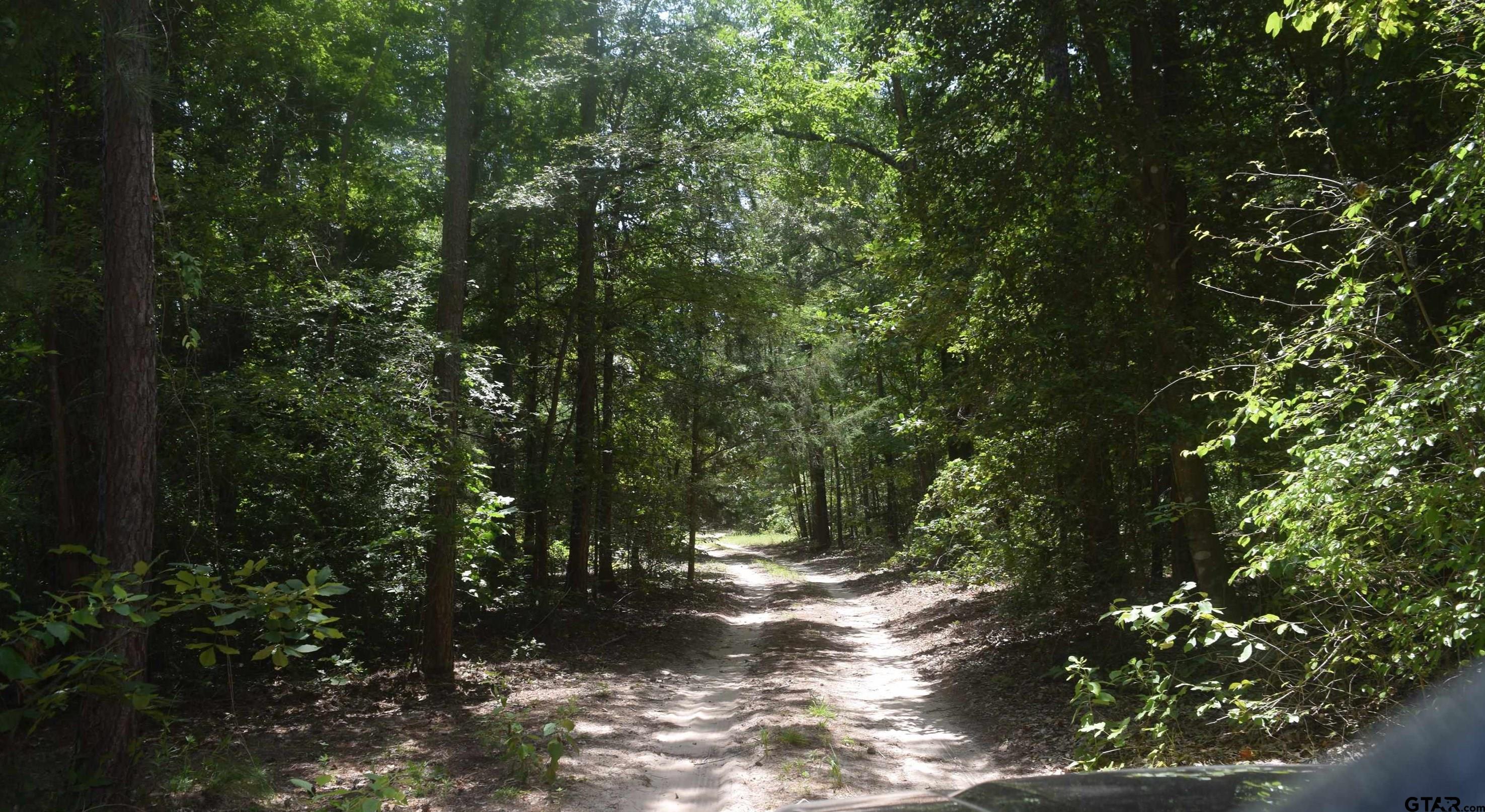 a view of a forest with trees