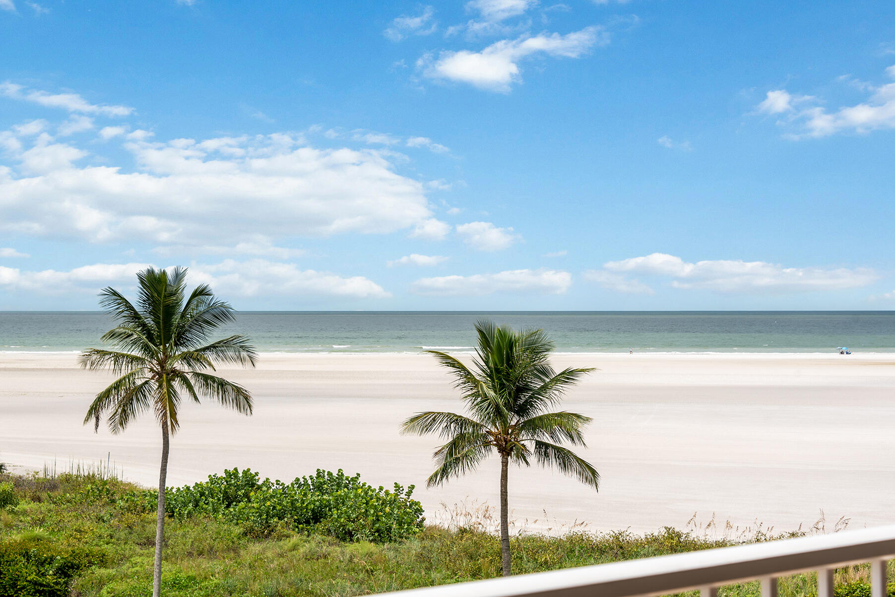 a view of a palm tree with ocean view