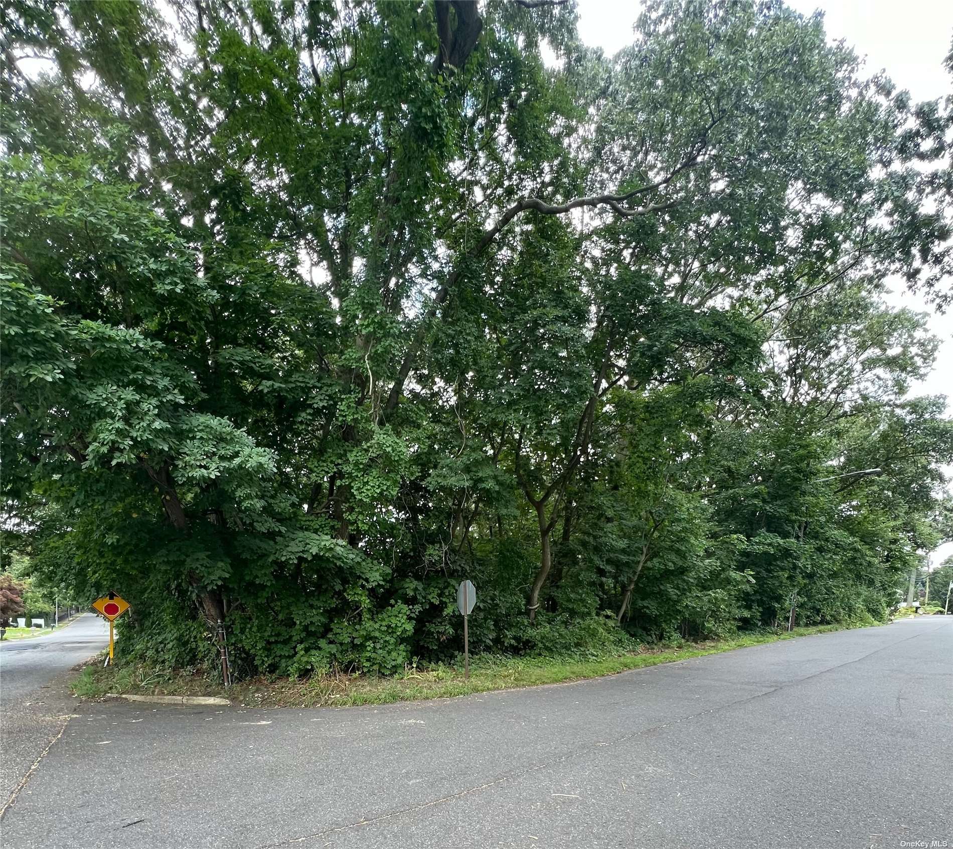 a view of a street with plants and trees