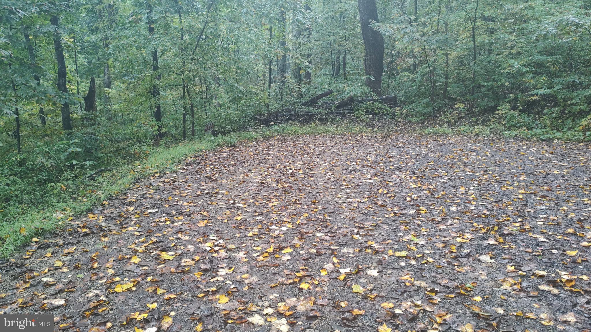 a view of a forest with trees in the background