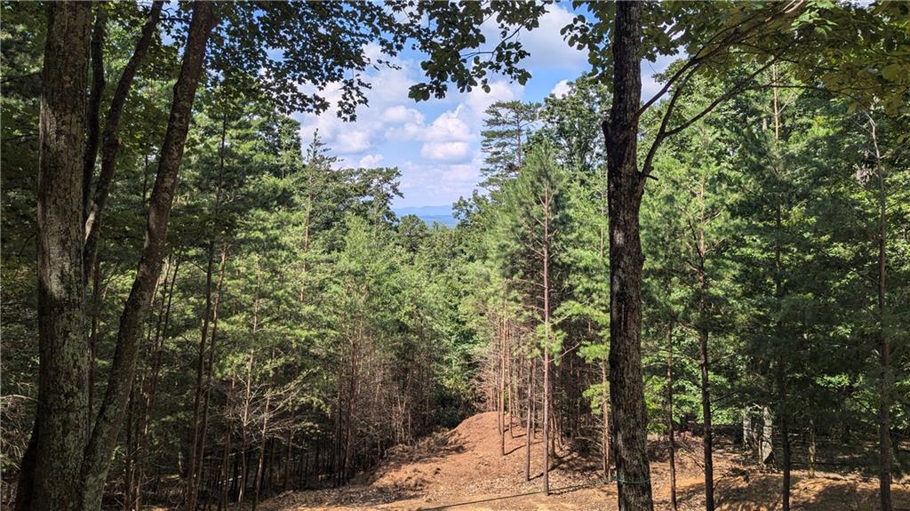 a view of a forest with trees