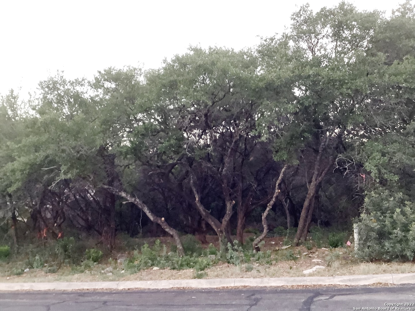 a view of a yard with plants and trees