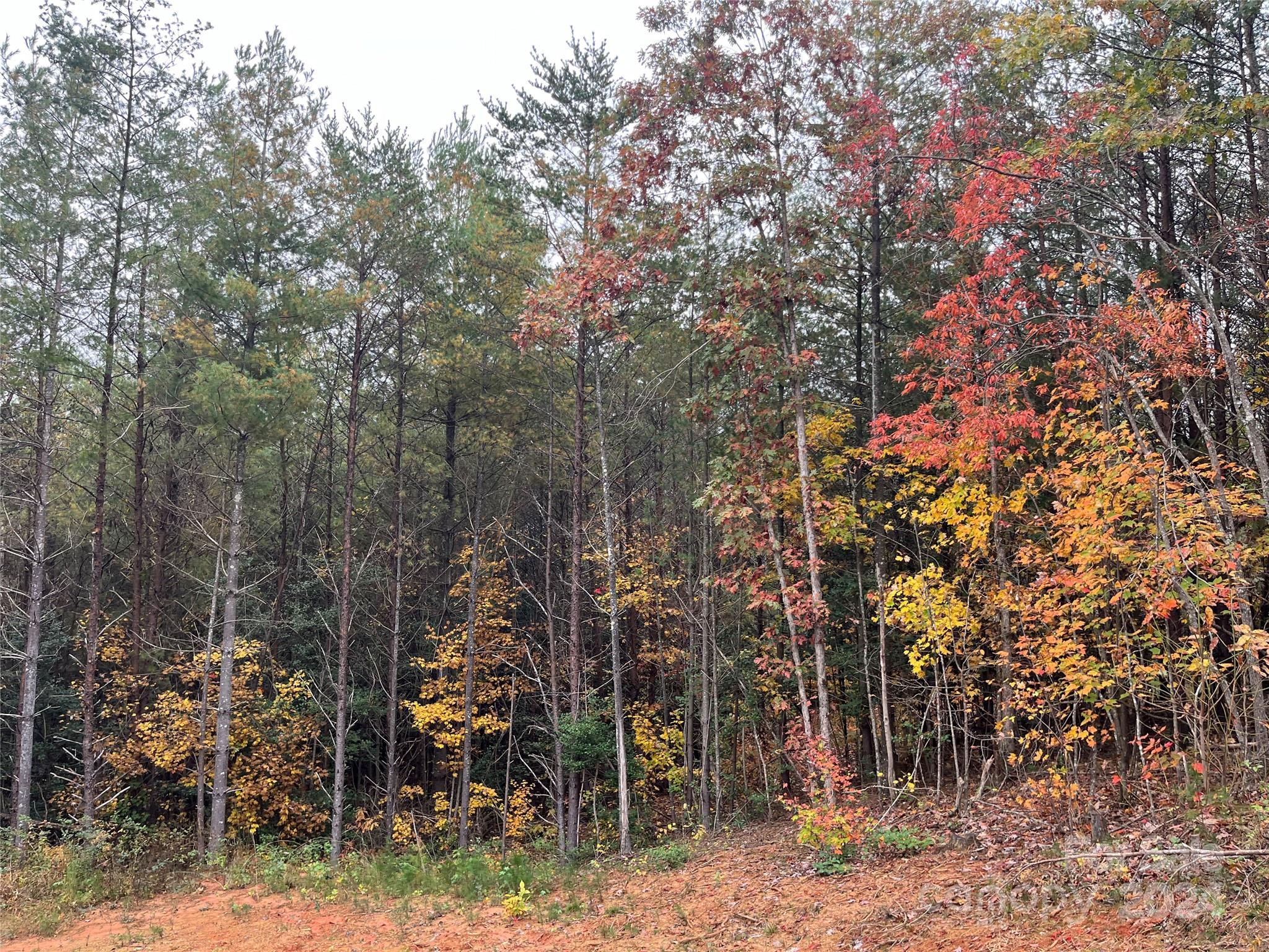 a view of a forest with large trees