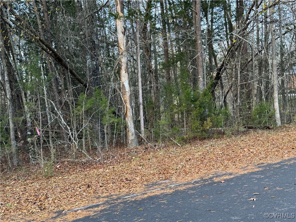 a view of a forest filled with trees