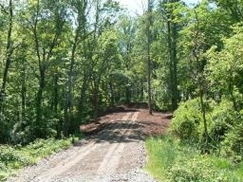 a view of a park with large trees