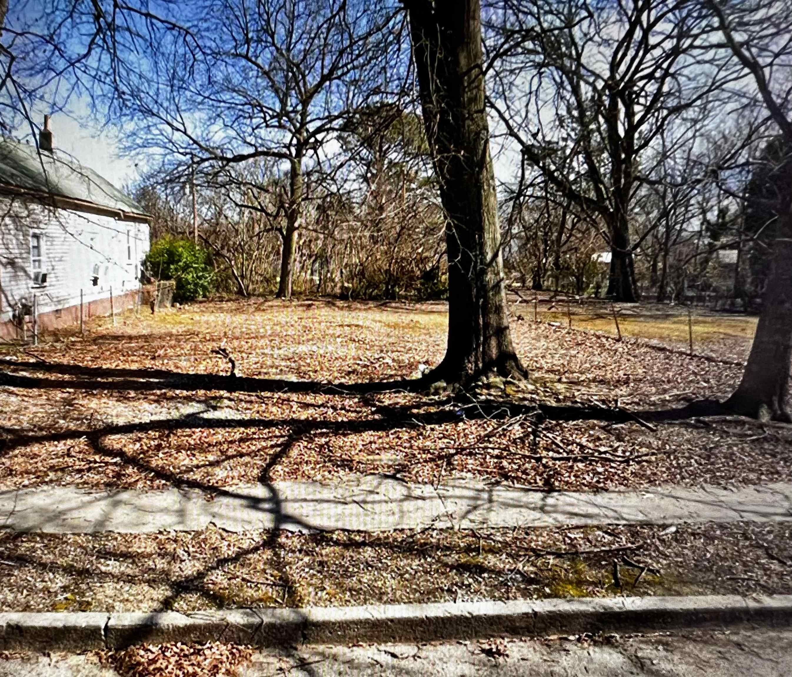 a view of a tree with lots of trees