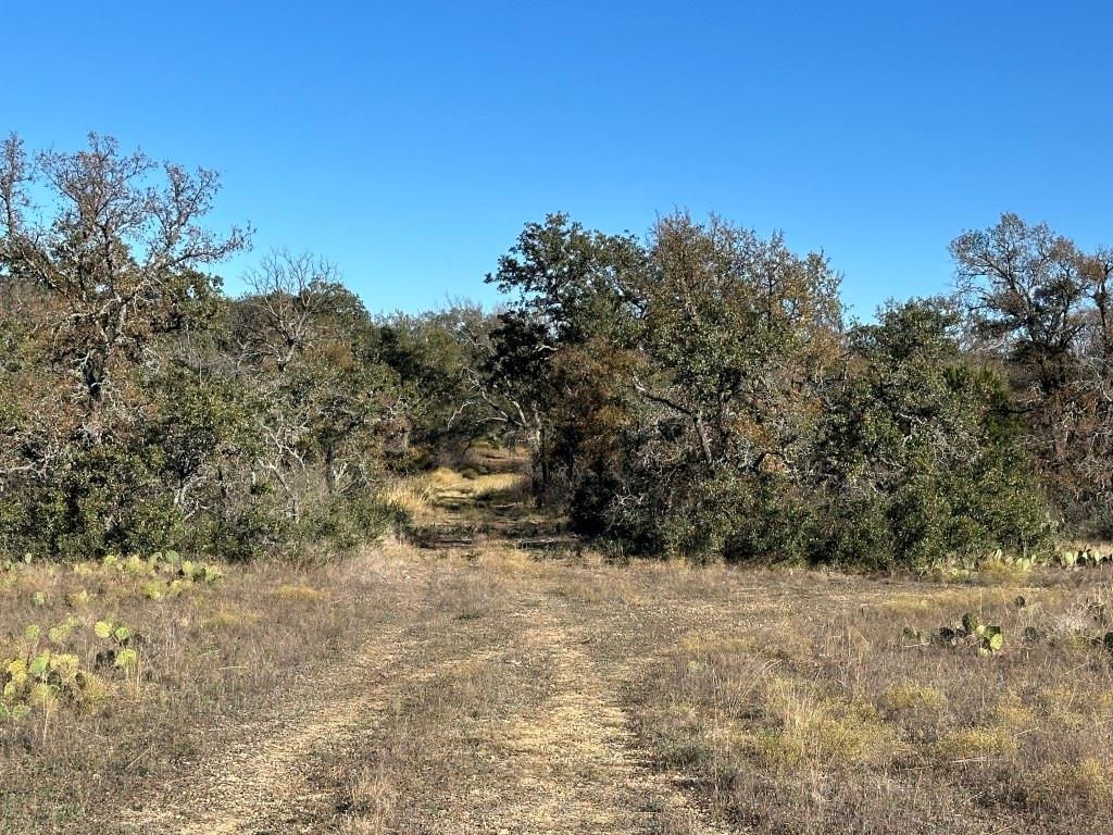 a view of a dry yard with trees