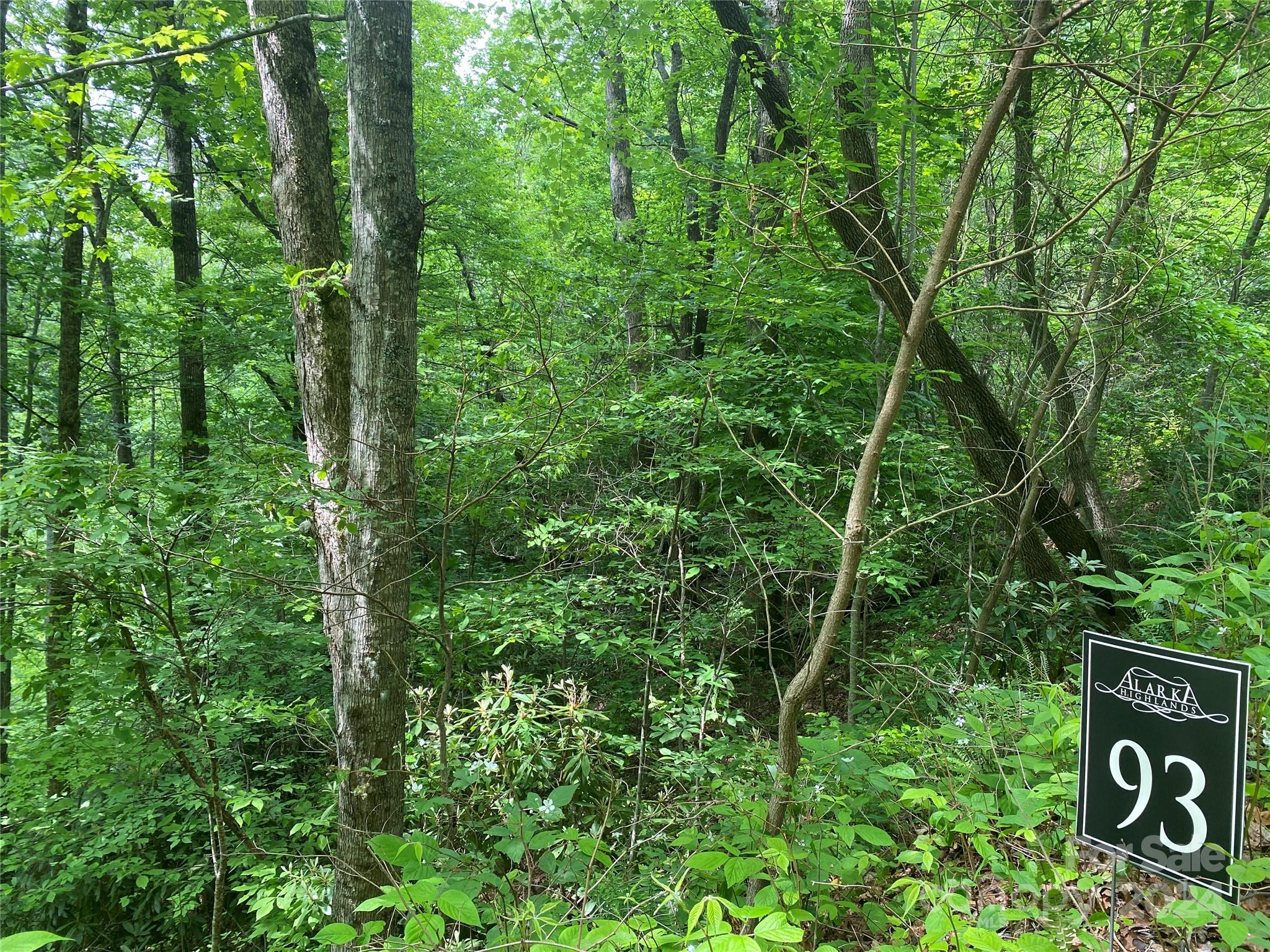 a view of a lush green forest