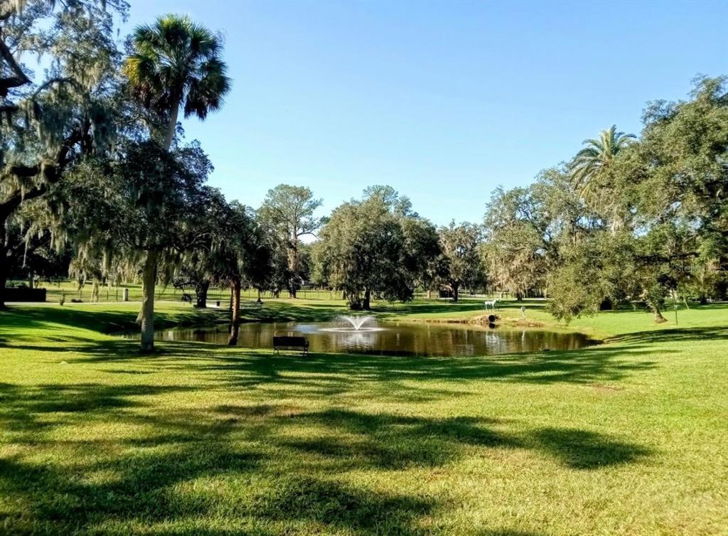 Pond in Front of Lot