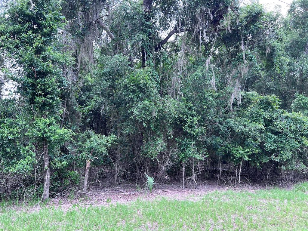 a backyard of a house with lots of plants and large tree