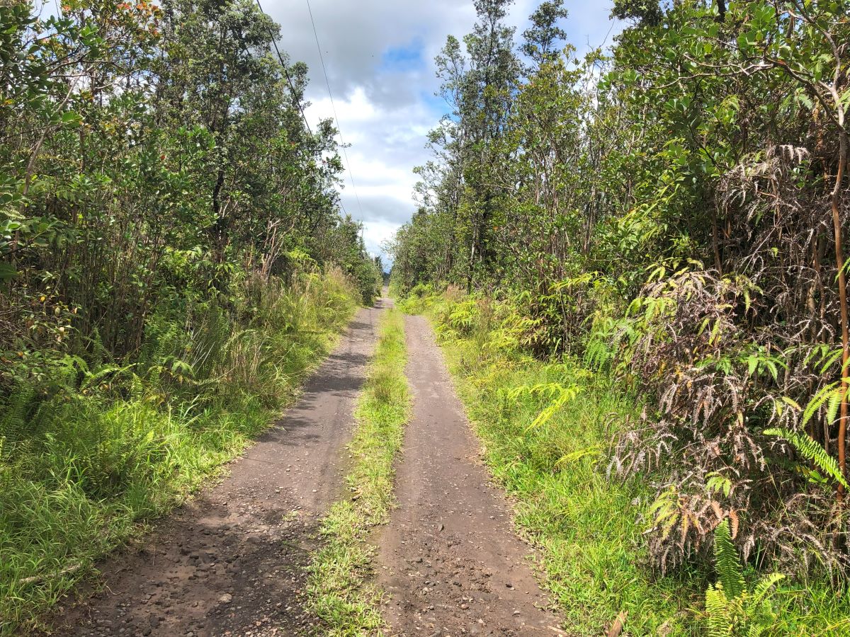 a view of a pathway both side of yard