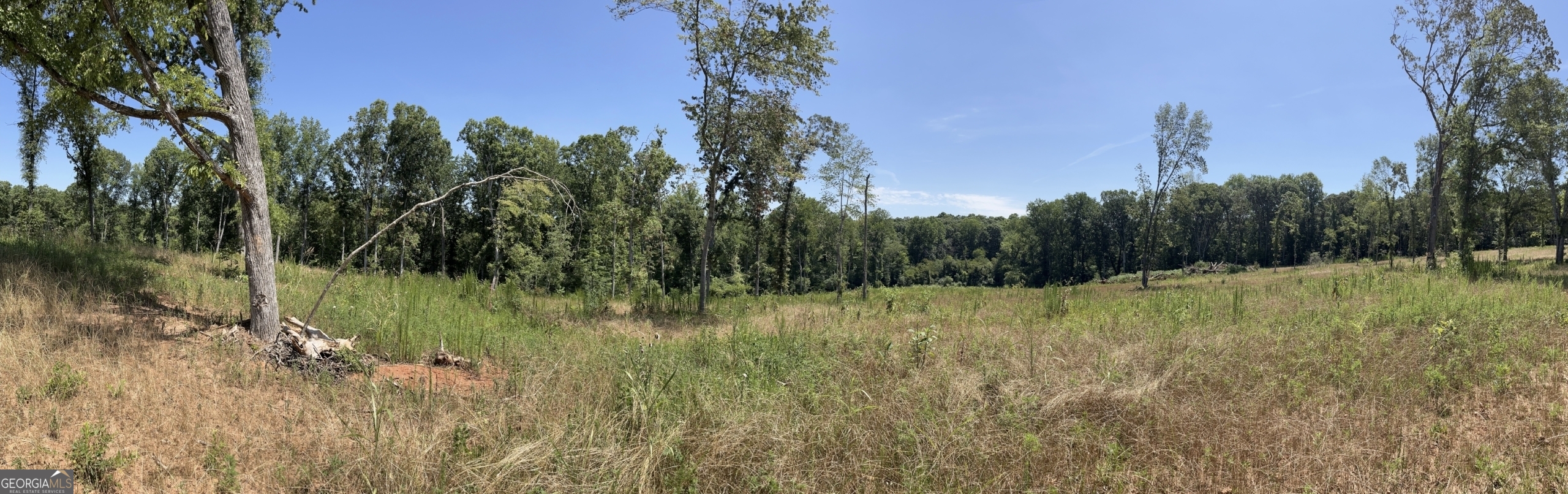 a view of a yard with a tree