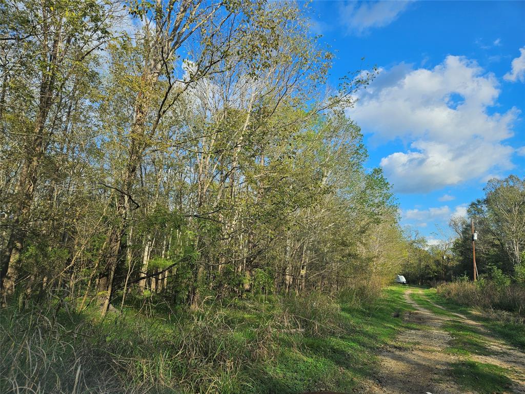 a view of a bunch of trees