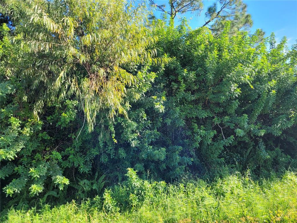 a view of a lush green forest