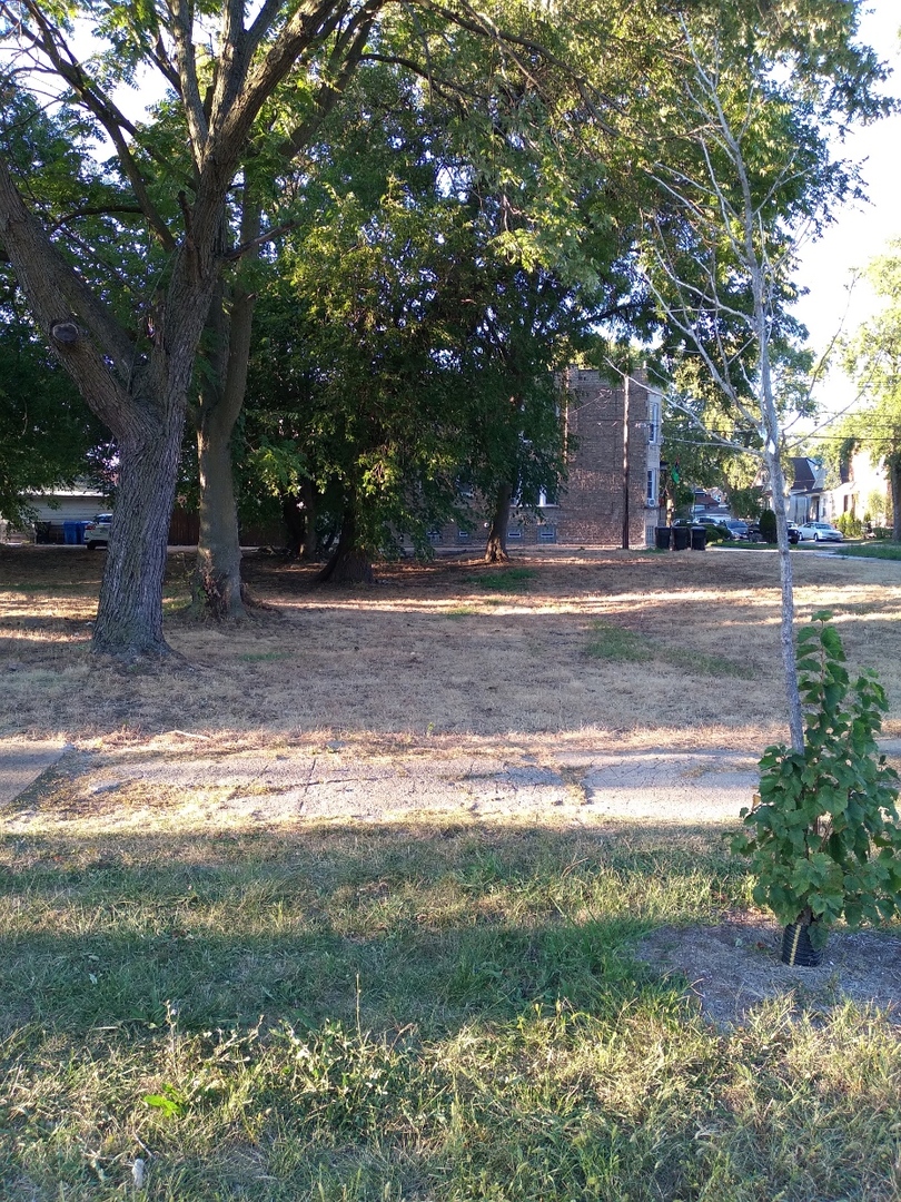 a view of a yard with a tree