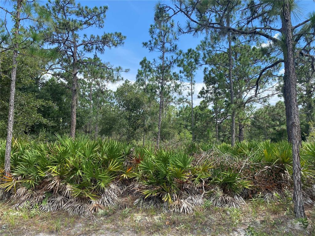 a view of a forest with a tree