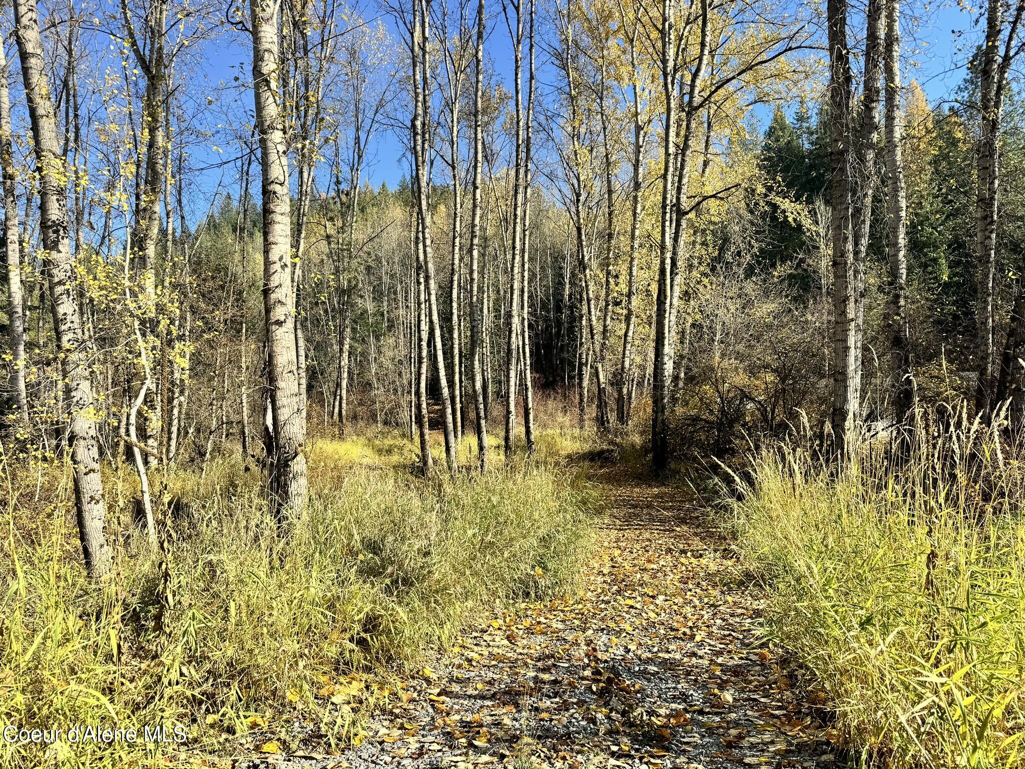 Wooded Privacy